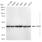 KD-Validated Anti-Proliferation-Associated 2G4 Rabbit Monoclonal Antibody